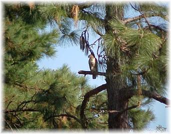 Red Tail hawk in Robert, Louisiana Wilsong Border Collies 