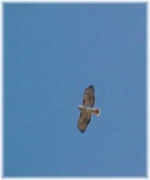 hawk at Wilsong Border Collies  