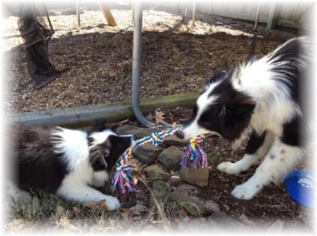 border collies having fun 