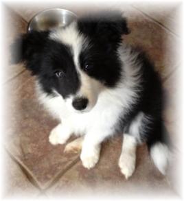 border collie puppies for sale