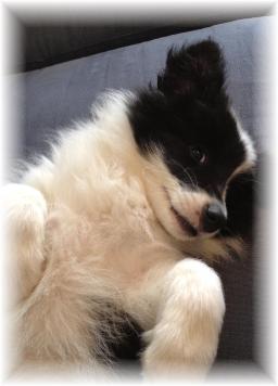 wilsong border collie puppies for sale