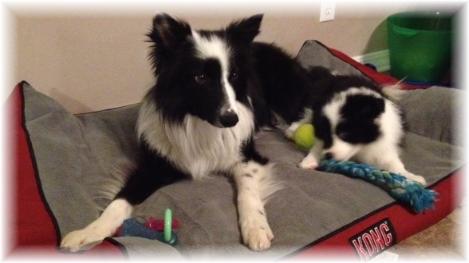 lovely border collies