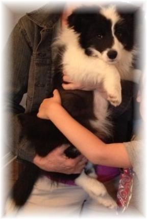 border collie puppies for sale