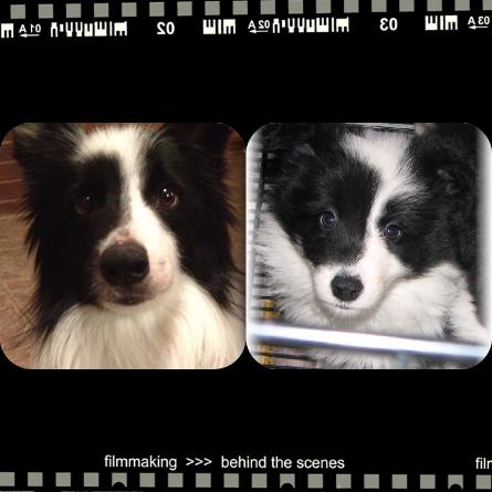 wilsong border collie beautiful healthy 
