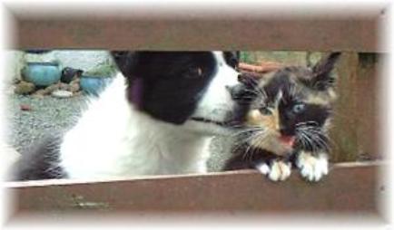 wilsong border collie puppy love cats 