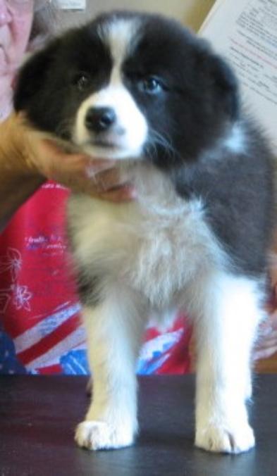 Wilsong Bound for Glory _ awesome puppy