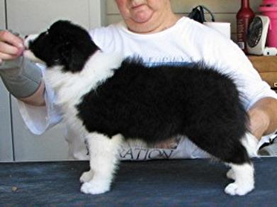 Lo Jack 8 wks Wilsong Border Collie