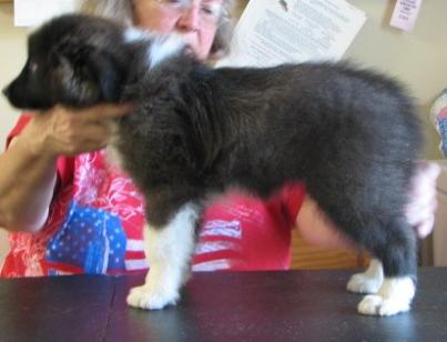 wilsong kennels long john