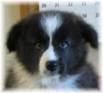 wilsong border collies - long john