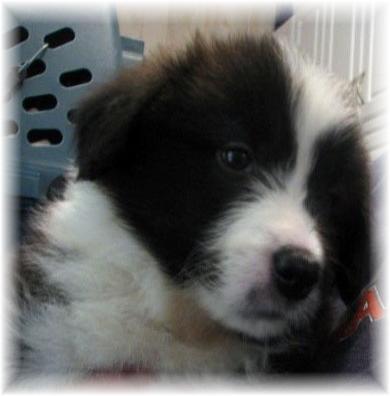 Wilsong Border Collies - Long John face
