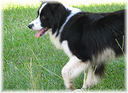 Wilsong Border Collies -  Glory