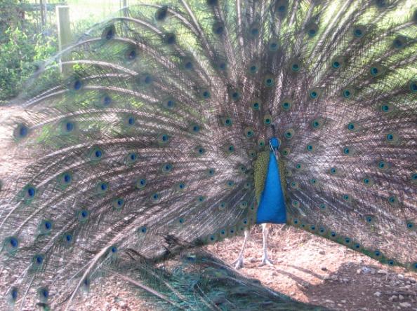 Wilsong Peacock