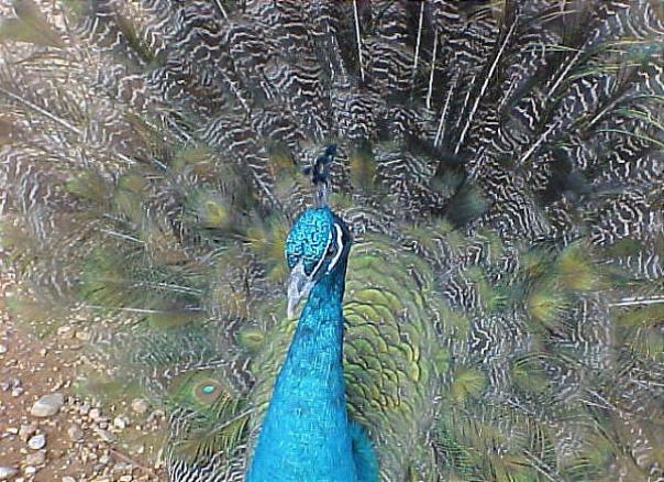 Wilsong Peacock 