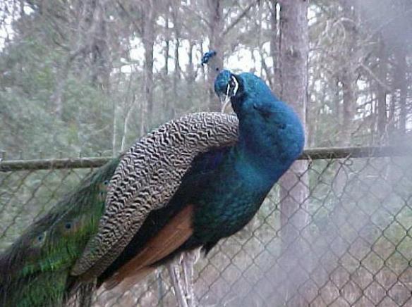 Wilsong's Peacock Re Pete