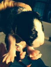 beautiful Wilsong Border Collie puppy