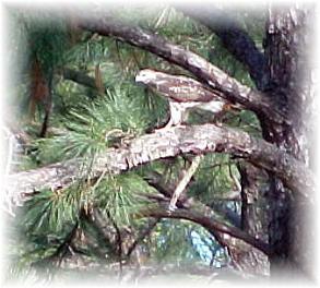 Hawk at Wilsong Border Collies kennel in Robert, La