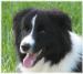 Rowdy - Wilsong Border Collies gif 