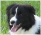 border collie puppies for sale
