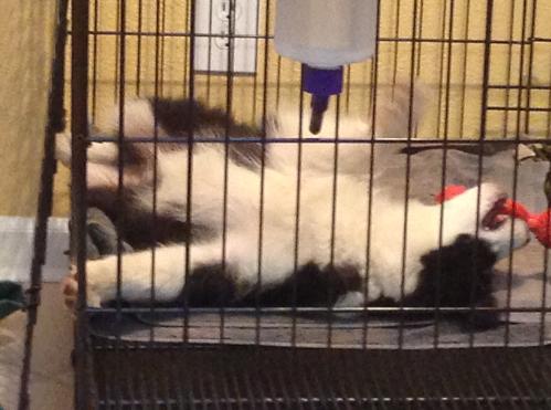 wilsong border collie puppies for sale