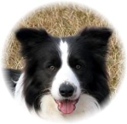 Shanghai, My Heart Dog