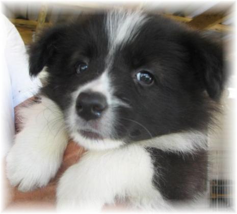 pretty girl Wilsong Starr