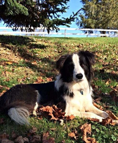 beautiful border collie available rescue