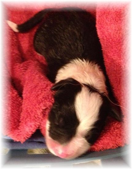 wilsong border collie puppy tinkerbell girl 1 