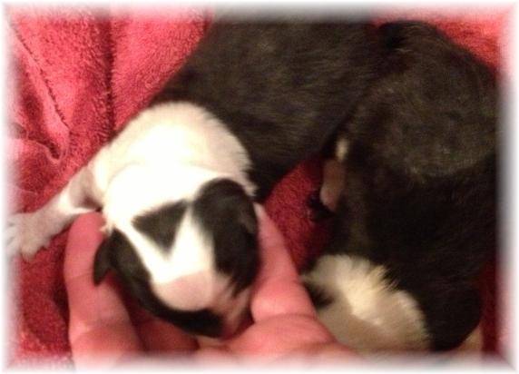 wilsong border collie tinkerbell puppy girl 1 