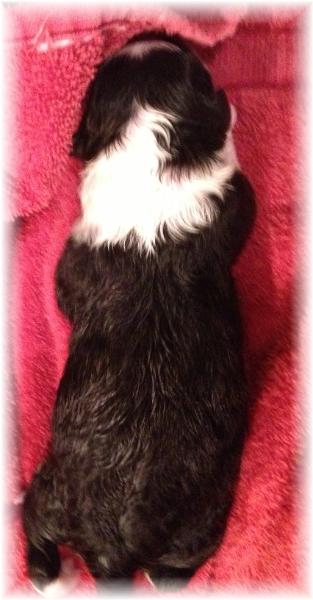 wilsong border collie puppy tinkerbell girl 2a