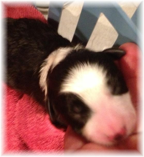 wilsong border collie puppy tinkerbell girl 2