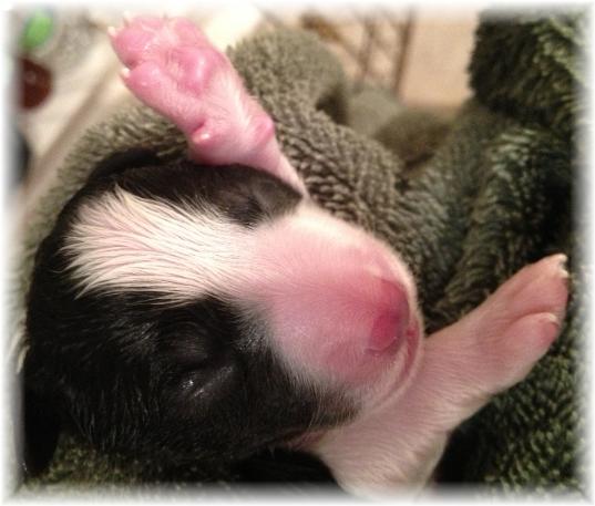 wilsong border collie puppy tinkerbell girl 3