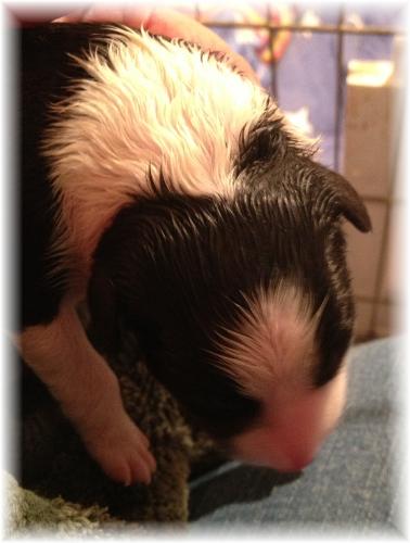 wilsong border collie puppy tinkerbell girl 3a