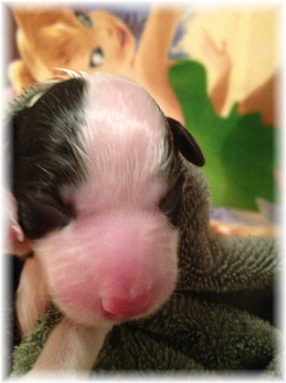 wilsong border collie puppy tinkerbell girl 4