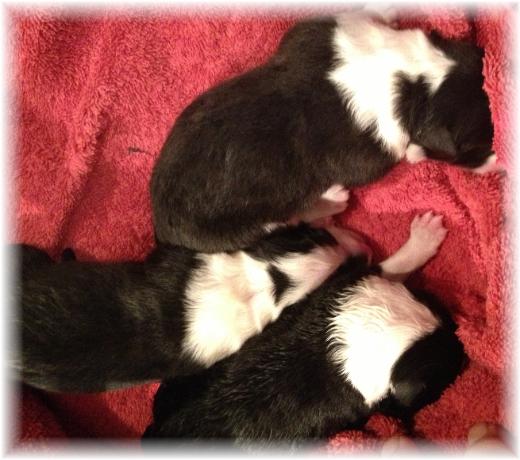 wilsong border collie puppy tinkerbell shanghai 3 girls