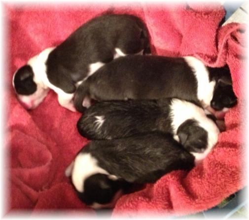 wilsong border collie puppies tinkerbell 4 girls
