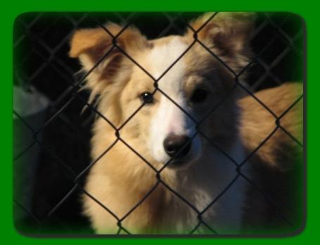 beautiful gold and white border collie Trace