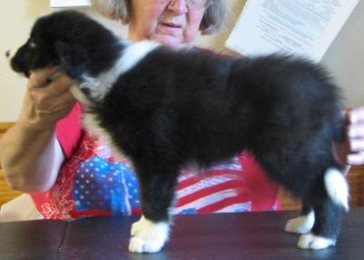 wilsong border collies