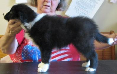 tuxedo girl wilsong kennels