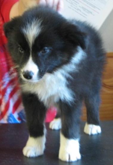 wilsong kennels