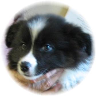 beautiful border collie puppies /tuxedo girl