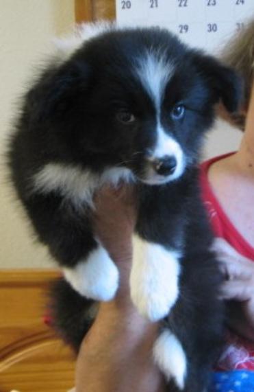 tuxedo girl of wilsong border collies