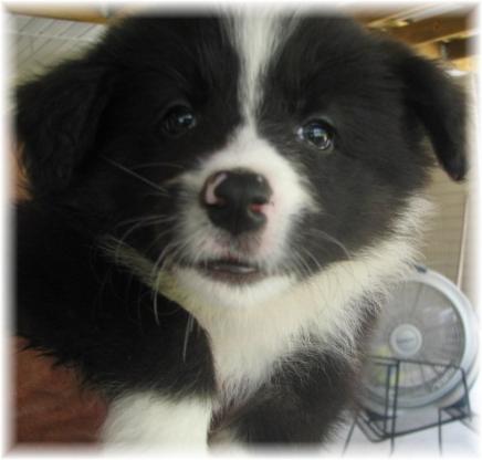 wilsong beautiful border collie